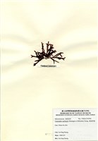 藏品(硬盾果藻)的圖片